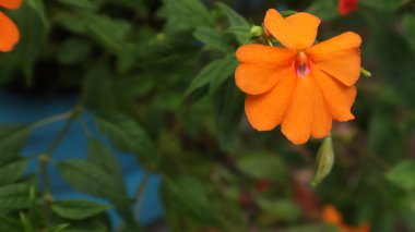 Turuncu çiçekler ve yeşil yapraklardan oluşan yaratıcı bir düzen. Doğal konsept