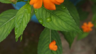 Turuncu çiçekler ve yeşil yapraklardan oluşan yaratıcı bir düzen. Doğal konsept