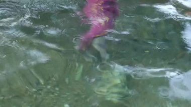 Bahçede temiz su akan havuz