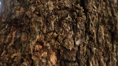 Sahildeki devrilmiş ağaç gövdelerinin arka planı