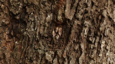 Sahildeki devrilmiş ağaç gövdelerinin arka planı