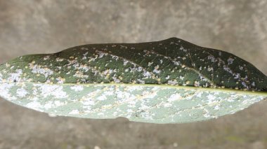 Avokado yaprakları yaprak bitleri tarafından saldırıya uğrar. Brevicoryne sutyen, beyaz yaprak bitleri..