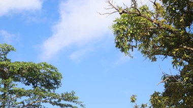 Ağaç mavisi gökyüzü, mavi gökyüzüne karşı ağaç tepesi güneşli bir günde. Doğa Endonezya. 
