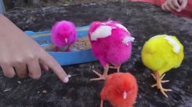 Renkli tüylü piliçler birlikte oynuyorlar ve yiyorlar, 4K