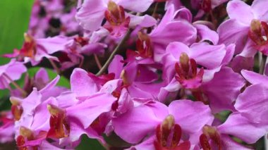 Rüzgarda yavaşça hareket eden çiçekler. Doğa konsepti, 4K