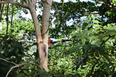 Endonezya 'nın tropik ormanlarındaki ağaçlar, doğa konsepti fotoğrafı.