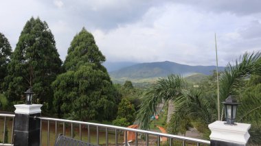 Endonezya 'nın tropik ormanlarındaki ağaçlar, doğa konsepti fotoğrafı.