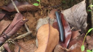 Karmaşık böcek detayları.Yaprakların arasında hareket etmek. Video 4K