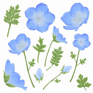 Enhance your designs with these beautiful watercolor baby blue eyes flowers. Capture the essence of spring with this botanical design.  clipart