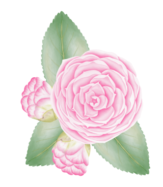 Suluboya kamelya çiçekleri ve tomurcukları