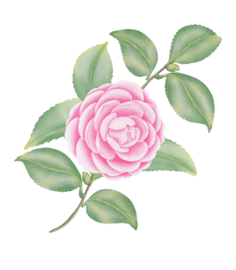 Suluboya kamelya çiçekleri ve tomurcukları