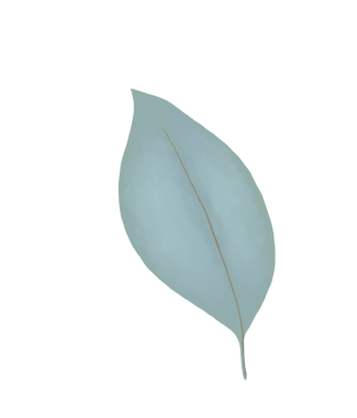 Suluboya kamelya çiçekleri ve tomurcukları