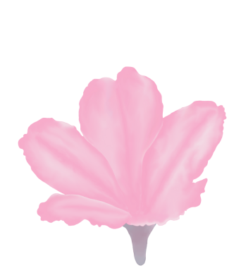 Suluboya kamelya çiçekleri ve tomurcukları