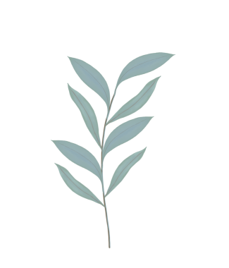 Suluboya kamelya çiçekleri ve tomurcukları