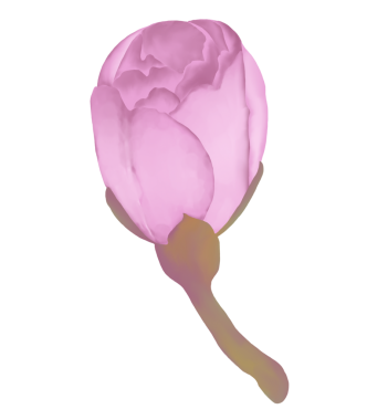 Bu tatlı suluboya kiraz çiçeklerine bir tutam bahar ekle! Davetiyeler, kartlar ve daha fazlası için mükemmel..