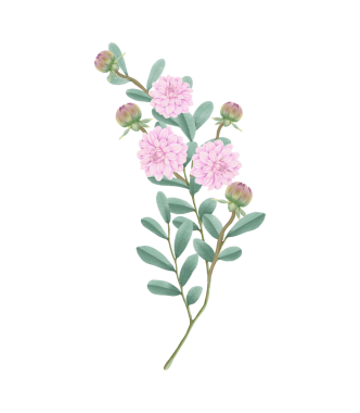 Bu güzel suluboya yıldız çiçekleriyle tasarımlarınızı geliştirin. Yaratıcı projeler için çiçek çizimleri indir.