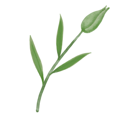 Bu güzel suluboya keten çiçeklerle tasarımlarınızı geliştirin. Bu botanik tasarımı ile baharın özünü yakala.