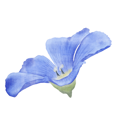 Bu güzel suluboya keten çiçeklerle tasarımlarınızı geliştirin. Bu botanik tasarımı ile baharın özünü yakala.