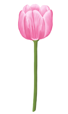 Narin pembe lalelerin yer aldığı bu el çizimi bahar çiçeğini indirin.