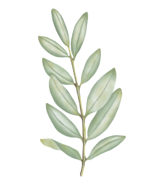 Bu güzel suluboya yapraklarla tasarımlarınızı geliştirin. Yaratıcı projeler için botanik Clipart indir.