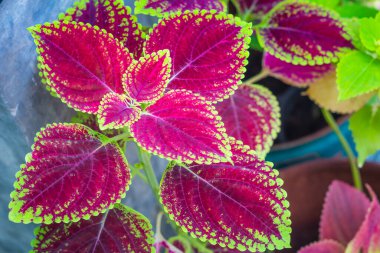 Colorful leaves of coleus or painted nettle or flame nettle in the ornamental garden.