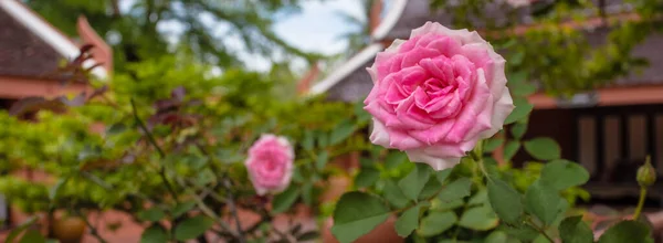 Krásné Růžové Růže Květiny Zahradě — Stock fotografie