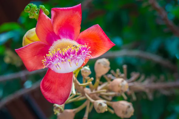 Bahçedeki Renkli Top Güllesi Ağacının Çiçeğini Kapat — Stok fotoğraf