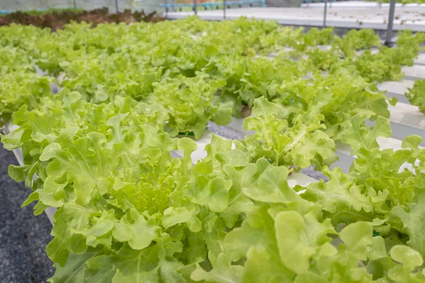 stock image Lettuce Hydroponic farm in organic greenhouse. Vegetables salad plant in hydroponics vegetables farm system.