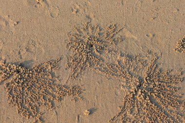 Kumsalda küçük doğal kum toplarıyla hayalet yengeç deliği.
