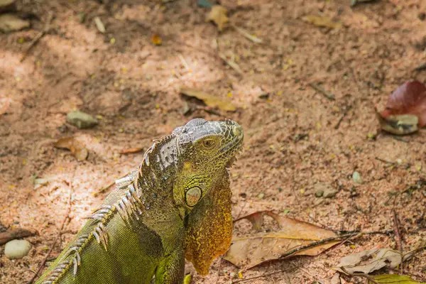 Yeşil Iguanayı Yere Yakın Tut — Stok fotoğraf
