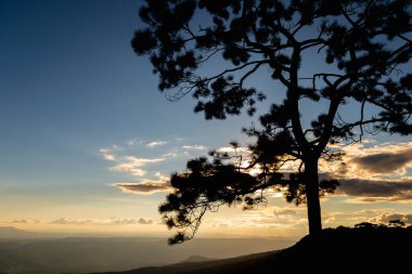 Gün batımında dağdaki yalnız çam ağacının silueti.