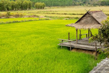 Kırsal bölgedeki yeşil çayırda yıpranmış bir kulübe..