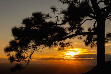 Gün batımında dağdaki yalnız çam ağacının silueti.