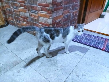 Beyaz kedi gece atmosferinin tadını çıkarıyor