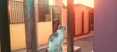 Beyaz kedi günbatımının tadını çıkarıyor