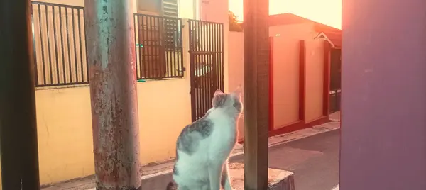 Beyaz kedi günbatımının tadını çıkarıyor