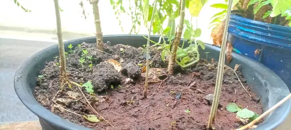Moringa da dahil olmak üzere çeşitli otlar beton bir yüzeye yerleştirilmiş siyah plastik kaplarda yetişir. Bahçe işleri, bitkisel ilaçlar ve mutfak temaları için mükemmel..