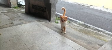 Turuncu bir tekir kedi çevresini keşfediyor. Kedi bir şehir ortamında terasta yürüyor..