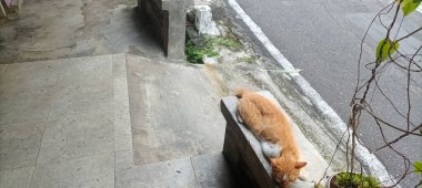 Turuncu bir tekir kedi çevresini keşfediyor. Kedi bir şehir ortamında terasta yürüyor..