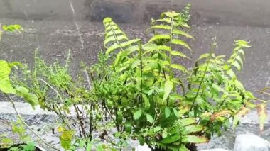 Yağmura ve rüzgara maruz kalan yeşil bitkiler