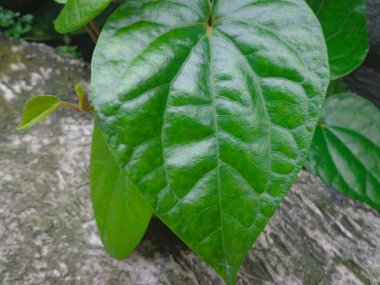 Yeşil kalp şeklindeki yaprağı kapat. Yaprak dokusu