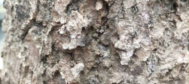 Ağaç kabuğunun makro fotoğrafı, doğanın yarattığı karmaşık desenleri ortaya çıkarıyor. Görüntü, doğal dünyanın güzelliğini vurgular..