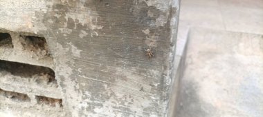 Beton duvara tırmanan küçük bir örümcek. Örümceğin küçük bacakları hareket ederken görülebilir..