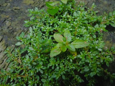 Pilea microphylla 'nın yemyeşil bir bölgesi. Kolay bakımıyla tanınan popüler bir bitki türü.