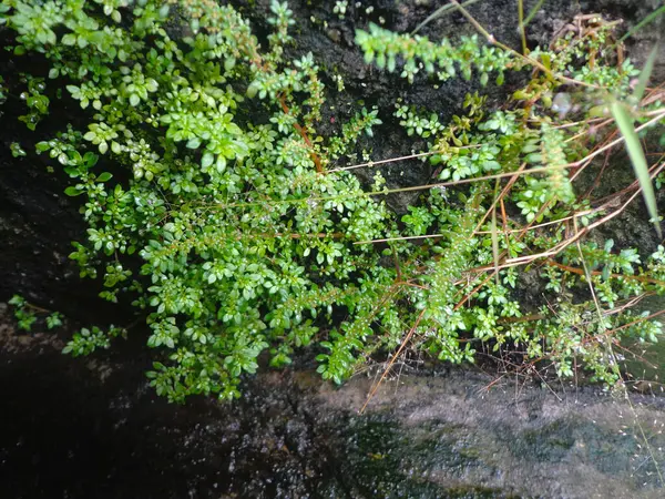 Pilea microphylla 'ya yakın çekim, Angeloweed olarak da bilinir, topçu tesisi, lağımlarda yaşayan eğlence tozu fabrikası..