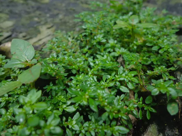 Pilea microphylla 'nın yemyeşil bir bölgesi. Kolay bakımıyla tanınan popüler bir bitki türü.