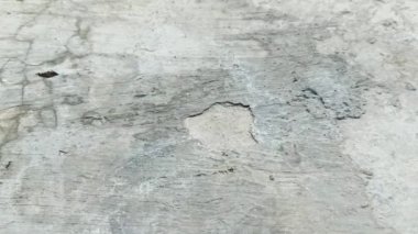 Bir grup karınca meşgul, bu video gündüz çekilmiş..