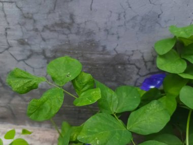 Bu parlak mavi çiçek çok popülerdir çünkü doğal boya olarak kullanılır ve yapraklar güzel yeşil bir renktir..