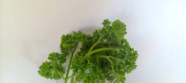 Beyaz arka planda maydanoz. Bu bitkinin gıdanın aromasını ve tadını arttırmak için kullanılan kıvırcık, gür yaprakları var..