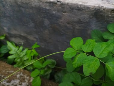 Bu parlak mavi çiçek çok popülerdir çünkü doğal boya olarak kullanılır ve yapraklar güzel yeşil bir renktir..